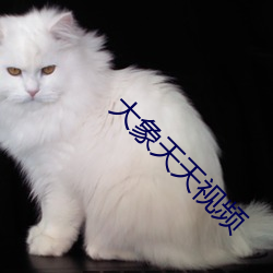 大象天天视频