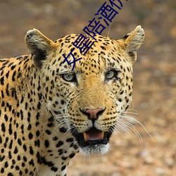 女星陪酒价目表
