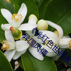 《桃红色世(世)界永久进入网站》带你(你)感受绚烂(爛)异(異)国风情