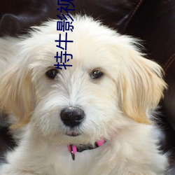 特牛影视(shì)