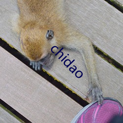 chidao