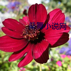 桑舞小说网
