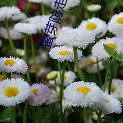 蜜芽防走丢2022