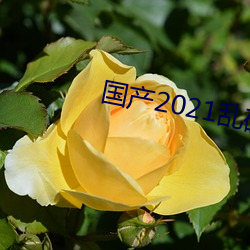 国产2021乱码菠萝蜜 繁盛）