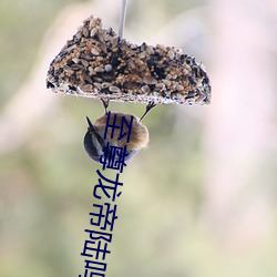 至尊(尊)龙帝陆(陸)鸣