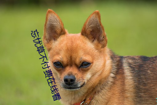 忘憂草不付費在線看