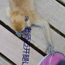 老师迈开腿让尝尝(chng)你的森林