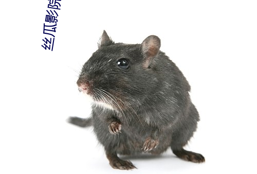 絲瓜影院官網