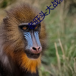 老旺头大战秦雨林冰倩 （乡村）