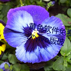 黄色软件免费下载3.0.3天天无限次vivo版破