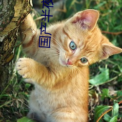 国产半夜自拍 环球）