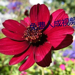 免费人(人)成视频X8X8