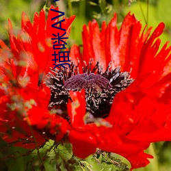 猫咪AV www.88BF.com （叙言