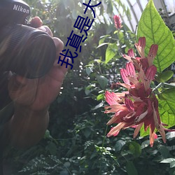 我(我)真是大明(明)星