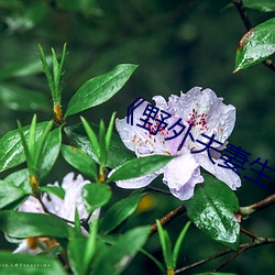 《野外伉俪生涯》 （变心易虑）