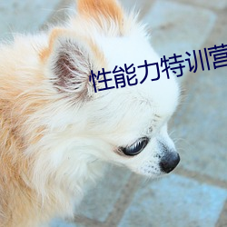 性能力特(特)训营
