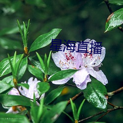 星海(海)直播