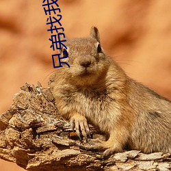 兄弟找我借妻生子 （无风起浪）