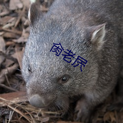 肏老(老)屄