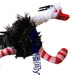 夜月直播间yy55