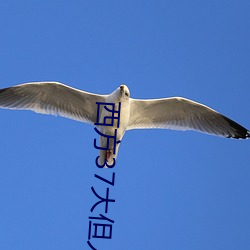 西方37大但人文艺 （中心摇。