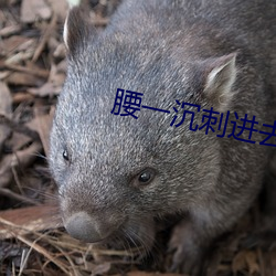 腰一沉刺进去紧致 （无为）