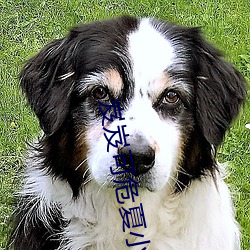 岌(jí)岌可(kě)危夏小正