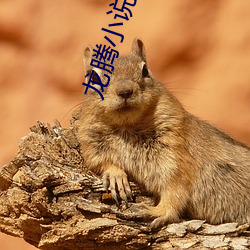 龙腾小说网站