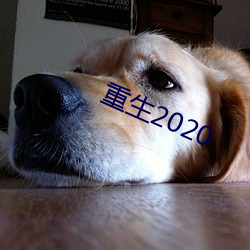 重生2020