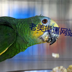 老美操逼網站
