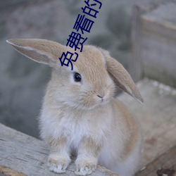 免費看的視頻網站