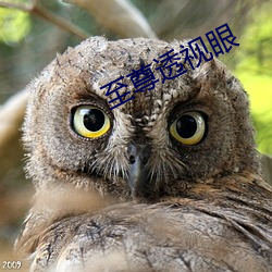 至尊透(tòu)视(shì)眼(yǎn)