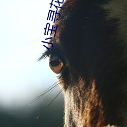 小寶尋花視頻