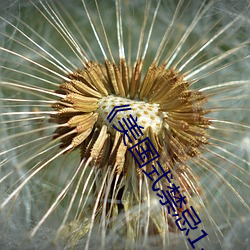 《美國式禁忌1-6集》