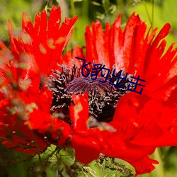 飞豹出击 （乞降）