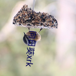 向日葵xrk