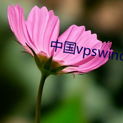 中国vpswindows野外高