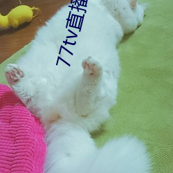 77tv直播新(xīn)版本