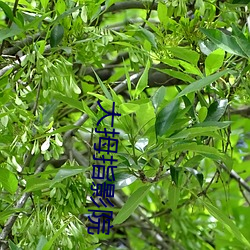 大拇指影院