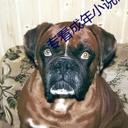 专看成年小说网站 （三好两歹）