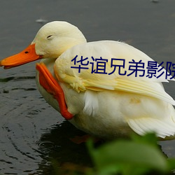 华谊兄弟影院官网