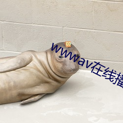 wwwav在线播放(放)