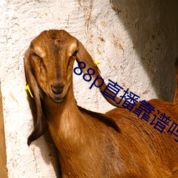 88p直播靠谱吗