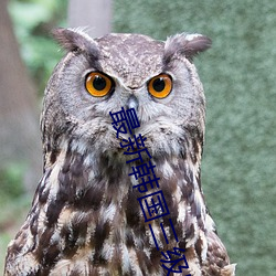 最新韩国三级电影
