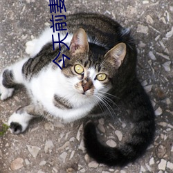 今(今)天前妻(妻)也没找我复(複)婚