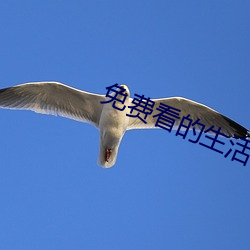免费看的生活片