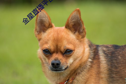 金星直播平台