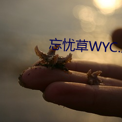 忘忧草WYC.APK