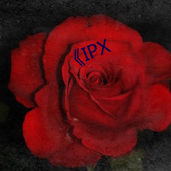 《IPX （字帖）