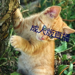 成人版直播